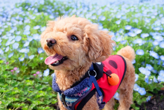 犬用サプリメントの選び方｜目的別・成分別の基本ガイド