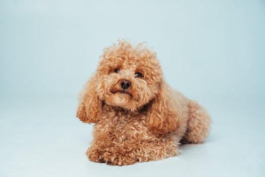 トイプードルの抜け毛は病気のサイン？原因と正しいケア方法を徹底解説