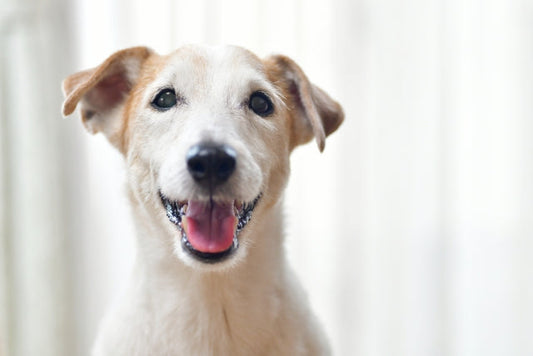 犬のクッシング症候群とは？症状・原因から治療法、自宅でのケアまで解説