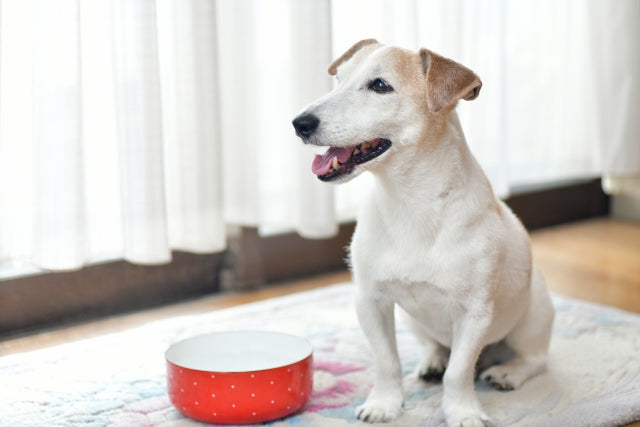 老犬の食事回数は1日何回？シニア犬の食事量や食べない時の工夫を解説