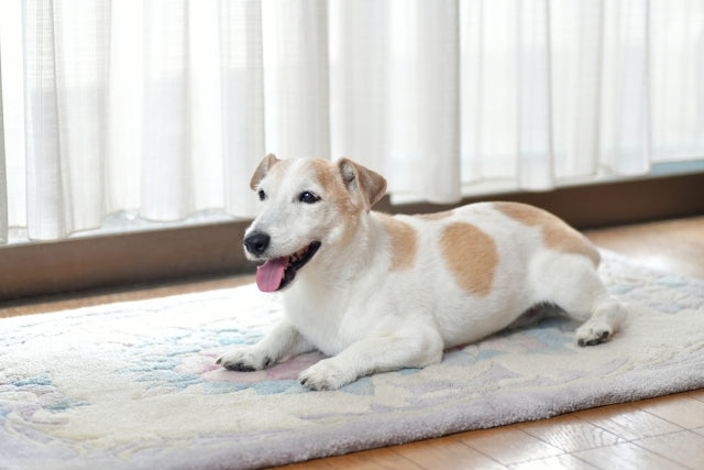 老犬の息が荒いのはなぜ？危険なサインの見分け方と飼い主ができるサポート