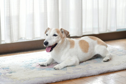 老犬の息が荒いのはなぜ？危険なサインの見分け方と飼い主ができるサポート