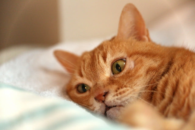 老猫の便秘サインと原因は？家庭でできるケアと病院へ行く目安