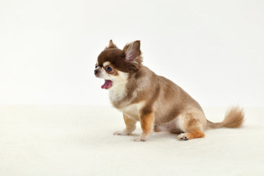 犬の気管虚脱とは？ガーガーという咳の原因や家庭でできるケアを解説