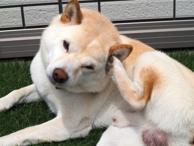 犬のフケは病気のサイン？原因の見分け方と自宅でできる正しいケア・予防法