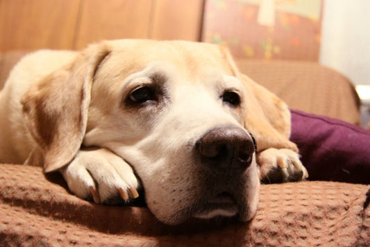 老犬の腎臓病ケアガイド：療法食を食べない時の工夫と自宅でできるサポート