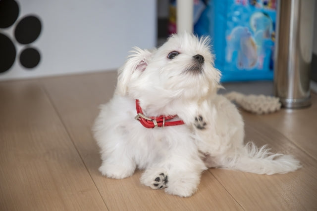 犬の膿皮症とは？飼い主が知っておきたい症状・原因・ケア方法を解説