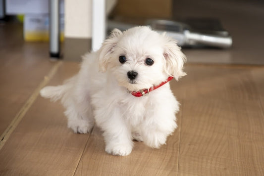 愛犬の足がおかしい？犬の足の病気のサインと家庭でできる予防・ケア方法