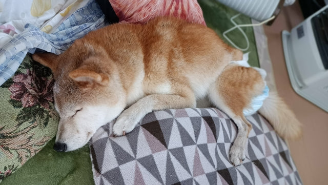 高齢犬のてんかんとは？気がつきやすい発作のサインや原因、家庭でできるサポート方法