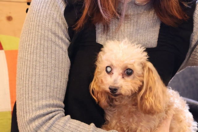 老犬の痙攣が止まらない！緊急時の対処法から原因、余命との関係まで解説