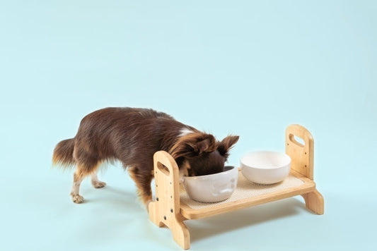 犬のご飯の時間はいつがベスト？回数や間隔、ライフステージ別の最適スケジュールを徹底解説