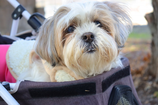 【チェックリスト付き】犬の認知症の症状と対処法｜愛犬と飼い主さんが穏やかに過ごすためのケアガイド