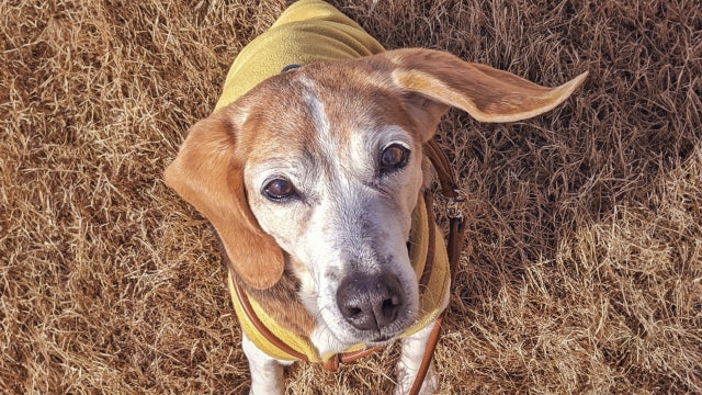 犬の認知症サプリメントおすすめの選び方｜効果的な成分と自宅ケアを徹底解説