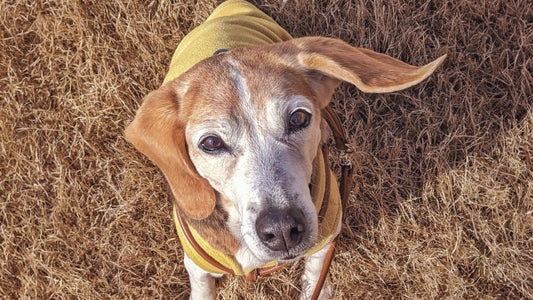 犬の認知症サプリメントおすすめの選び方｜効果的な成分と自宅ケアを徹底解説