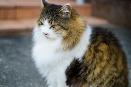 猫の肥満による健康リスクと予防のポイント｜肥満度チェックつき