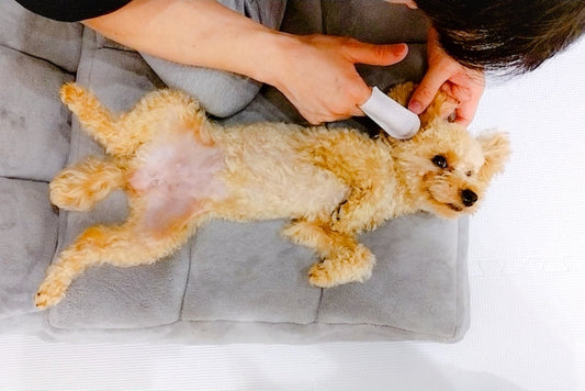 犬の耳掃除｜正しい手順と耳垢チェックリスト・気を付けるべき犬種と注意点