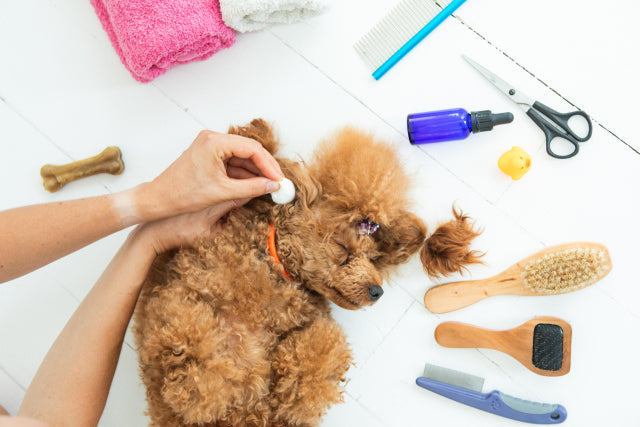 犬の耳掃除の正しいやり方｜自宅でできる手順と頻度、嫌がる場合の対処法まで解説