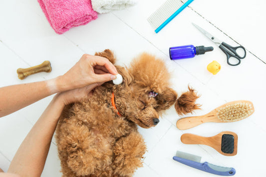 犬の耳掃除の正しいやり方｜自宅でできる手順と頻度、嫌がる場合の対処法まで解説