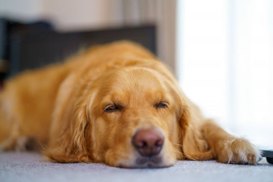 犬の脳腫瘍と診断されたら：愛犬のQOLを支える自宅ケアと食事の工夫