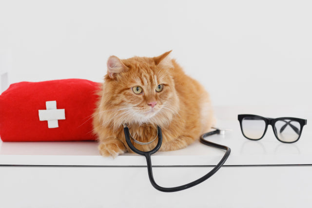 猫の健康診断の費用はいくら？検査内容・必要性・病院嫌いな子の対策まで獣医師が解説