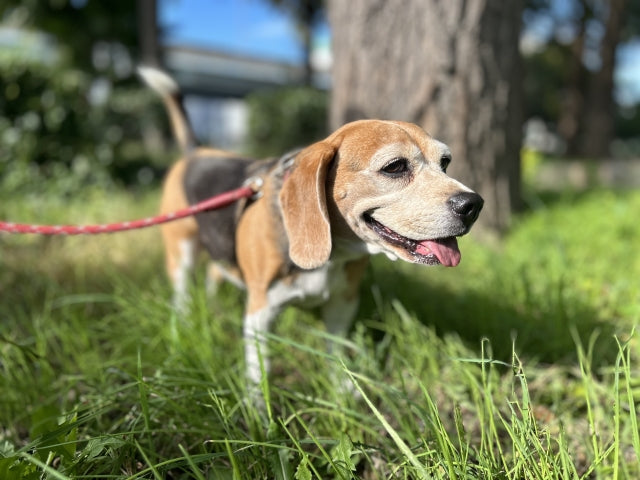 犬の認知症は何歳から？原因・初期症状と予防法