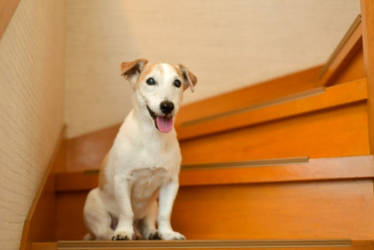 犬の関節に負担をかける日常でよくあるNG行動