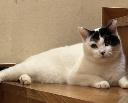猫の関節と腎臓、実は関係がある？知っておきたいシニア猫の病気との関連性