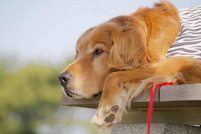 愛犬の歩き方が変？犬の股関節形成不全の症状・原因と家庭でできるケア