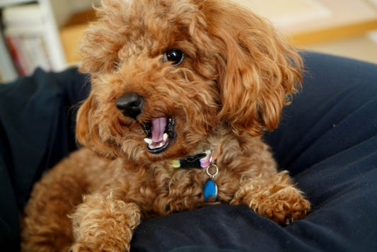 犬の薬の飲ませ方完全ガイド｜嫌がる愛犬にストレスなく飲ませるコツと補助グッズ