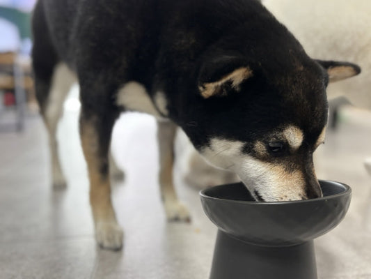 犬のご飯の時間と回数は？ライフステージ別の目安と共働きでも無理のないスケジュールの組み方