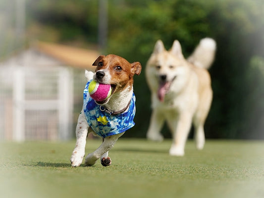 犬のパテラ（膝蓋骨脱臼）の手術は必要？費用やリハビリ、治療法の選び方を徹底解説