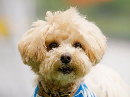 トイプードルの抜け毛がひどい？考えられる病気と対策・病院へ行く目安