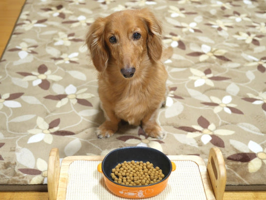 犬がご飯を食べない7つの理由と対処法｜病気？わがまま？病院へ行くべき症状も解説