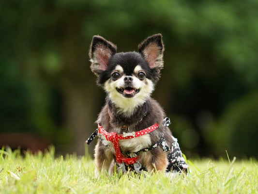 犬の水頭症とは？初期症状・原因・家庭でできるケアをわかりやすく解説