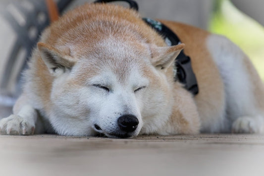 老犬の下痢が続くのはなぜ？考えられる原因と家庭でできるケア・受診のサイン