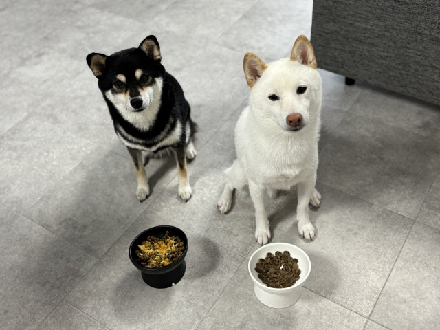 犬の餌の時間はバラバラでもいい？メリットと健康を守る正しい間隔・回数