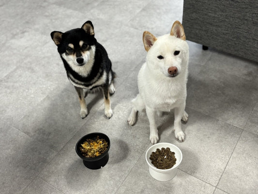 犬の餌の時間はバラバラでもいい？メリットと健康を守る正しい間隔・回数