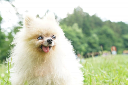 老犬の腎臓病をサポートする食事とは？おすすめの食材や食べない時の工夫を解説