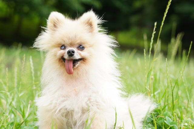 老犬の痙攣と余命の関係は？発作の原因・対処法から飼い主ができる心のケアまで