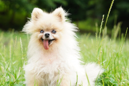 老犬の痙攣と余命の関係は？発作の原因・対処法から飼い主ができる心のケアまで