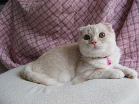 スコティッシュフォールドの病気ガイド｜飼い主さんが知っておきたい症状・予防・ケア方法