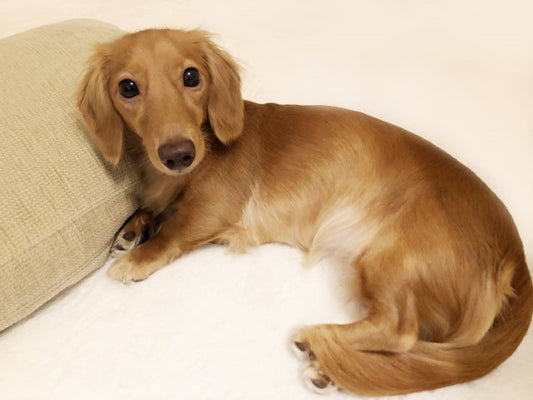 愛犬がてんかん発作を起こしたら？症状と原因・落ち着いて行うべき3つの対処法と記録のコツ