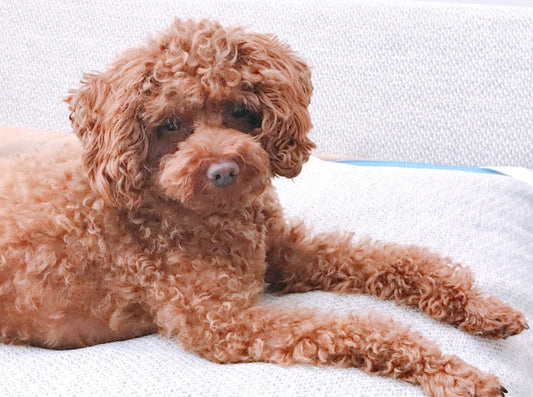 【初心者向け】犬のパテラとは？グレード別の症状と飼い主ができることを分かりやすく解説