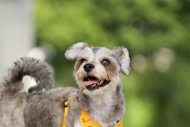 【2026年版】犬の血液検査の費用はいくら？健康診断の料金相場と検査内容を優しく解説
