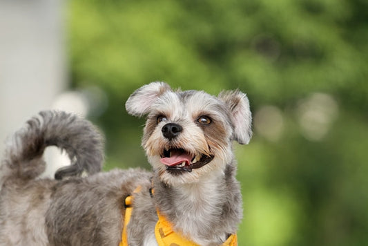 【2026年版】犬の血液検査の費用はいくら？健康診断の料金相場と検査内容を優しく解説