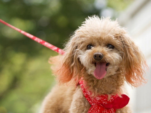 犬の水頭症とは？症状・治療法・寿命やケア方法を優しく解説