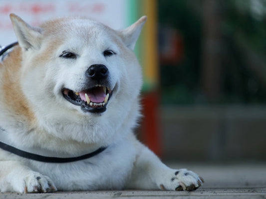 老犬の呼吸が早い・息が荒い原因は？緊急性の見分け方と飼い主ができる対処法