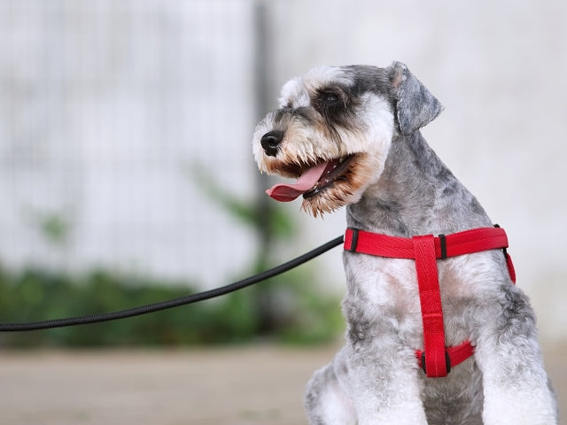 犬の脳腫瘍｜飼い主ができるケアと心構え・治療法や余命は？