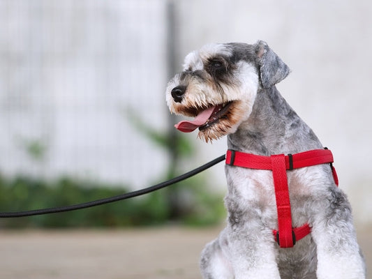 犬の脳腫瘍｜飼い主ができるケアと心構え・治療法や余命は？