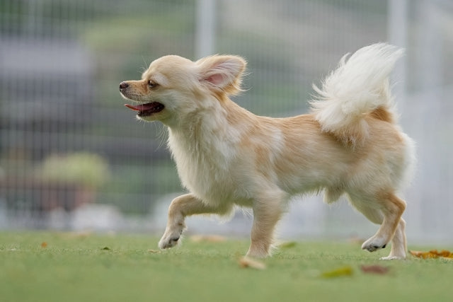 犬が前足をひきずる（びっこを引く）原因は？病院受診の目安と自宅での対処法
